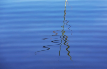 Kaislaheijastuma