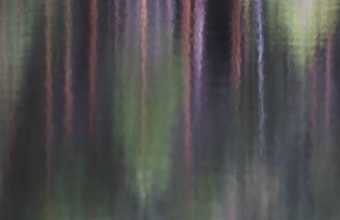 Metsäheijasteita