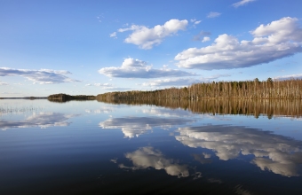 Puula keväällä