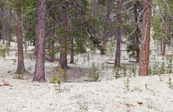 Jäkälämetsää_Riutulassa