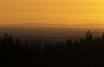 Metsää iltavalossa