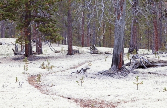 Poronjäkälää