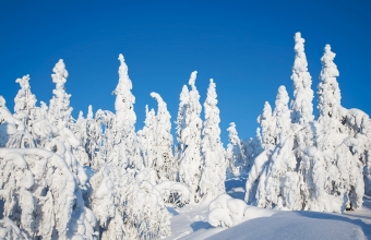 Tykkymetsää