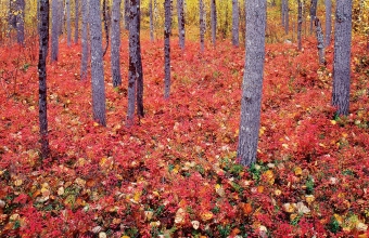 Ruskahaavikkoa