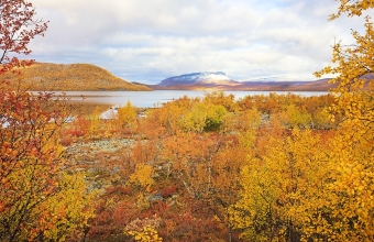 Saanamaisema