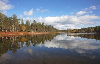 Suomujoki