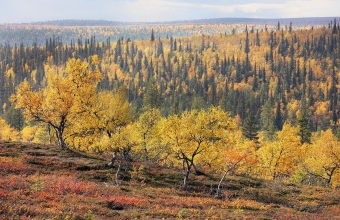 Tunturikoivut