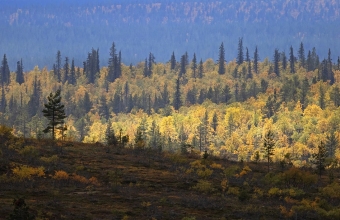 Tunturimetsää