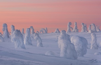 Tykkyjä_aamulla