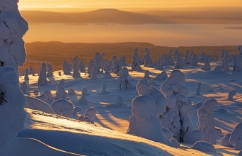 Tykkyja_aamuvalossa