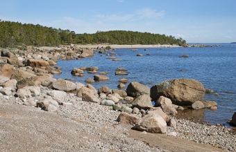 Pitkäviiri
