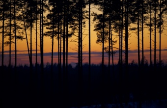 Iltahetki metsässä