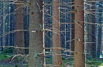 Korpikuusikkoa