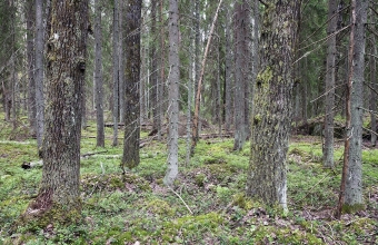 Vanhaa haapametsää