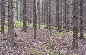 Lamminmäen_kuusikko