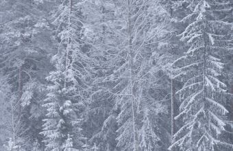 Lumipyry_metsässä