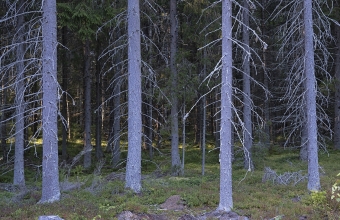 Luurankokuusia