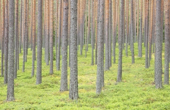 Mäntymetsää Ristiinassa