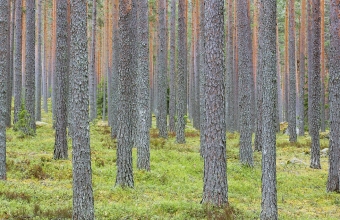 Mäntymetsäkuva