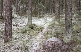 Metsäpolku