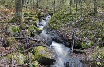 Metsäpuro