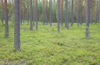 Mustikkamännikköä