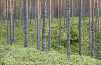 Nuorta-männikköä