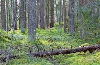 Pahalammen metsää