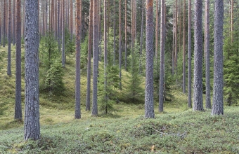 Parkatin_männikköä_2