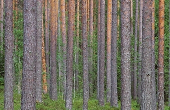 Pesäjärven männikköä