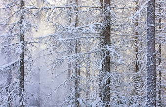 Putoavaa lunta lehtikuusikossa