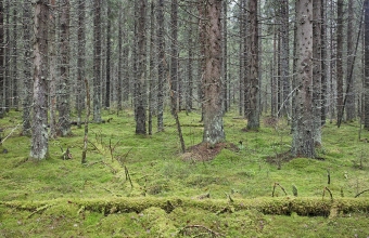 Sammalkuusikkoa