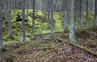 Sammalmetsäkuva