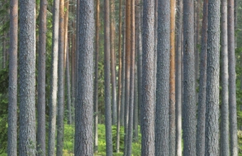 Talousmetsää