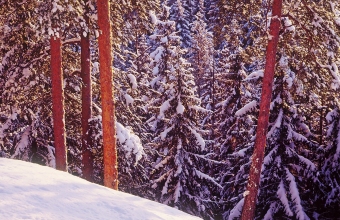 Talvista metsämaisemaa