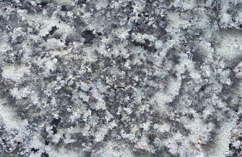 Jäkälää_kivessä