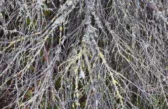 Kuivia kuusenoksia
