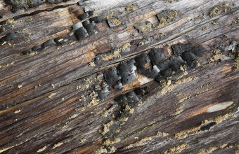 Palanutta kelon pintaa