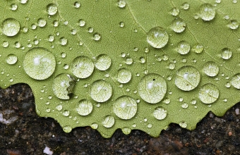 Pisaroita
