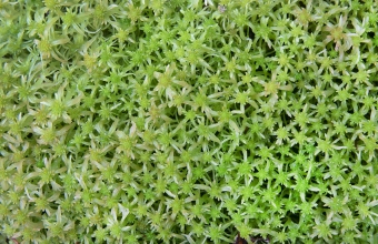 Rahkasammalia