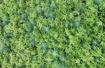 Sammalia