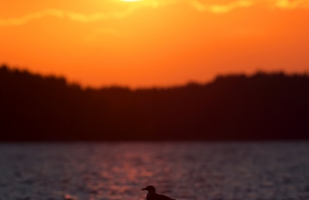 Lokki auringonlaskussa