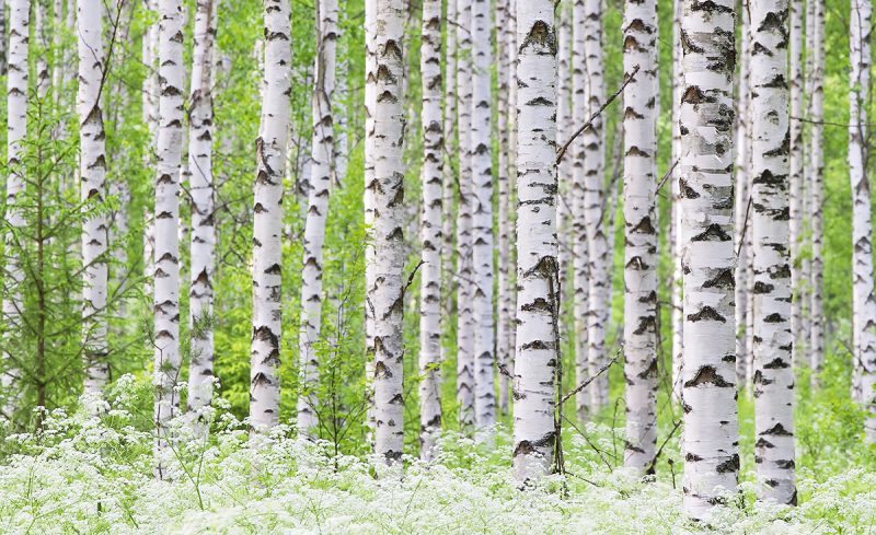 Metsä